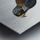 Bronze-winged parrot  Impression metal