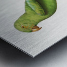 Red-cheeked parrot  Metal print