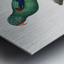 Swift parrot  Metal print