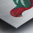 Australian king parrot  Metal print