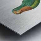 St Thomas conure  Metal print