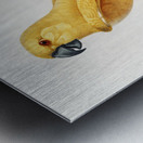 Rare yellow senegal parrot  Metal print