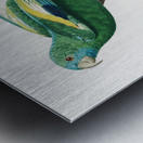 Canary-winged parakeet  Metal print