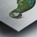 Illigers macaw  Metal print