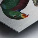 Red-billed pionus  Metal print