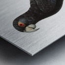 Greater vasa parrot  Metal print