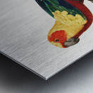 Sun parakeet  Metal print