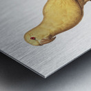 Lutino parakeet  Metal print