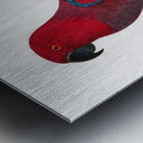 Eclectus parrot  Metal print
