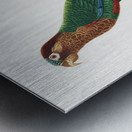 Wave-breasted parakeet  Metal print