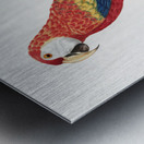 Ara macao  Metal print