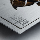 1. Chaetodon unimaculatus 2. Arc-Fish Chaetodon arcuatus Impression metal