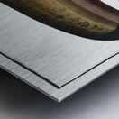 Sheat-fish Silurus Glanis Metal print