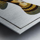 Starry Globe-fish Tetrodon Lagocephalus Metal print