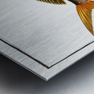 Dolfin Coryphaena Hippurus Metal print