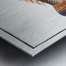 Coryphaena pentadactyla Metal print