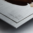 1. Collar Chaetodon Collare 2. Mulatto Chaetodon mesoleucus Metal print