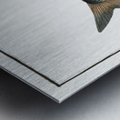 Gwiniad Salmo Lavaretus Impression metal