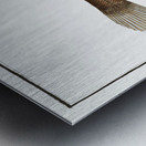 Pleuronectes limandoides Metal print