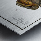 1. Chaetodon Plümieri 2. Chaetodon ocellatus Metal print