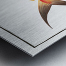 Red Mackrel Scomber ruber Metal print