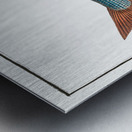 Grayling Salmo Thymallus Metal print