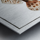 Scorpaena Porcus Metal print