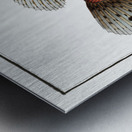 Poisonnet Grooper Scorpaena Scrofa Metal print