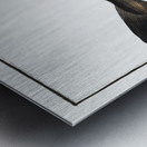 Coal Fish Gadus Carbonarius Metal print