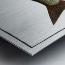 Bream Cyprinus Brama Metal print