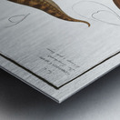 1. Gymnotus brachiurus 2. Gymnotus Carapo Impression metal