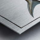 Rusfish-Sturgeon Acipenser Ruthenus Metal print