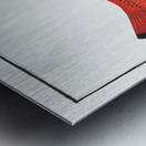 Apue Bodianus apua Metal print