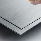 Red Parrot-fish Scarus croicensis Metal print