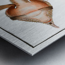 Sea Bat Lophius Vespertilio Metal print