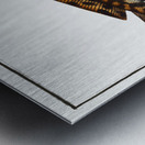 Burbot Gadus Lota Metal print