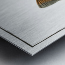 Crucian Cyprinus Carassius Metal print