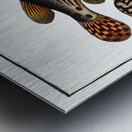 Striped Globe Tetrodon leneatus Impression metal