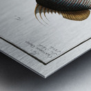 1. Chaetodon rostratus 2. Chaetodon Orbis Metal print