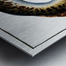 Lamprey Petromizon marinus Metal print