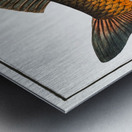 Carp Cyprinus Carpio Metal print