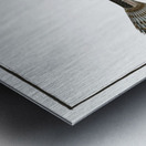 Cottus scaber Metal print