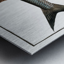 Knife-Carp Cyprinus Cultratus Metal print