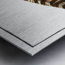 Pleuronectes Zebra Metal print