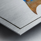 Blue-striped Gilt-head Sparus vittatus Metal print