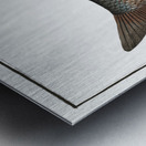 Idus-Carp Cyprinus Idus Metal print