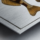 Singel Perca Zingel Metal print