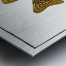 Round Diodon Diodon Hystrix Metal print