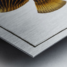 Chaetodon Imperator Metal print