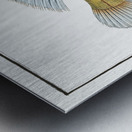 Little scaled Wrasse Labrus microlepidotus Metal print